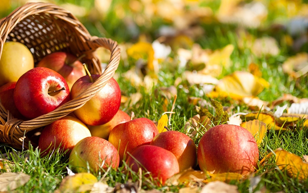 Am 11. Januar ist der offizielle Tag des deutschen Apfels!